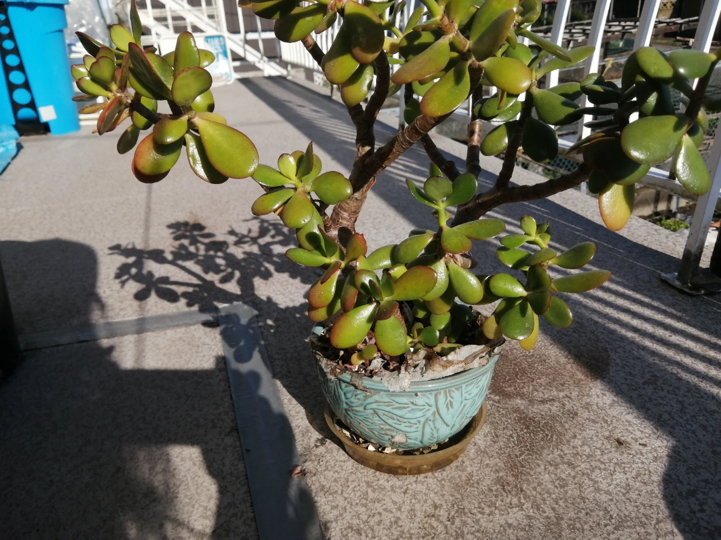 Jade Plant in Decorative Pot