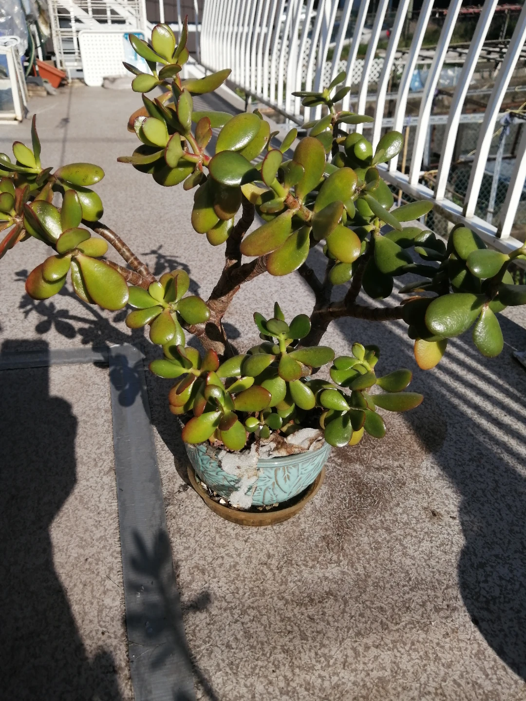 Jade Plant in Decorative Pot - photo 3