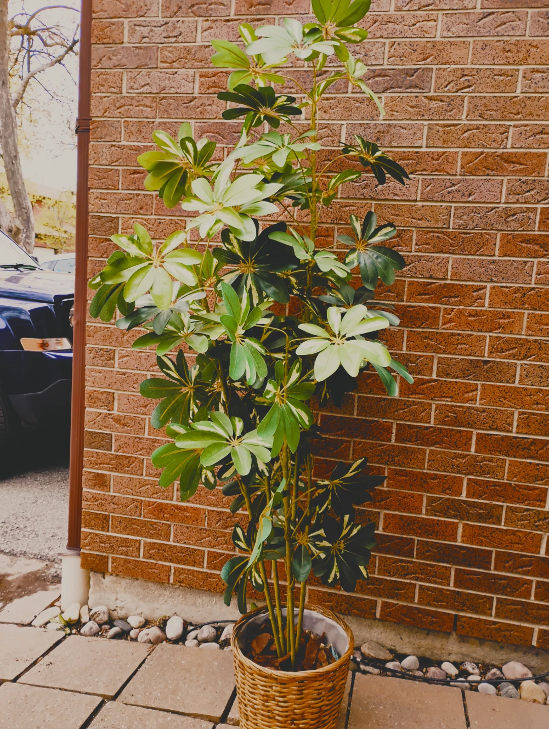 6 ft artifical plant in basket