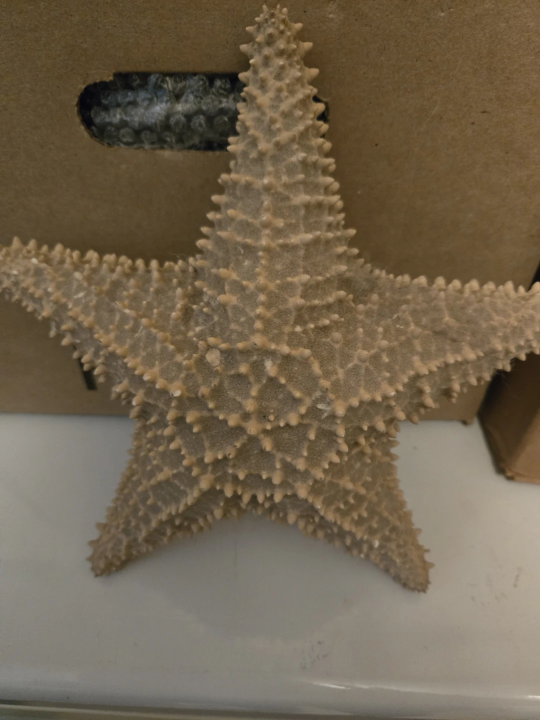 Dried Starfish Decoration