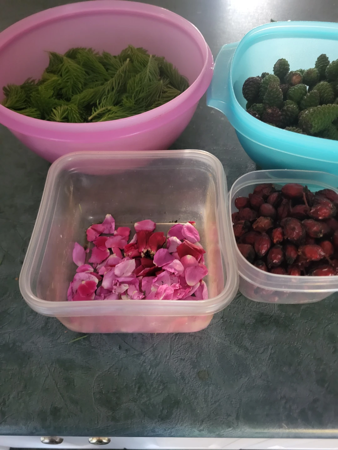 Wild foraged teas