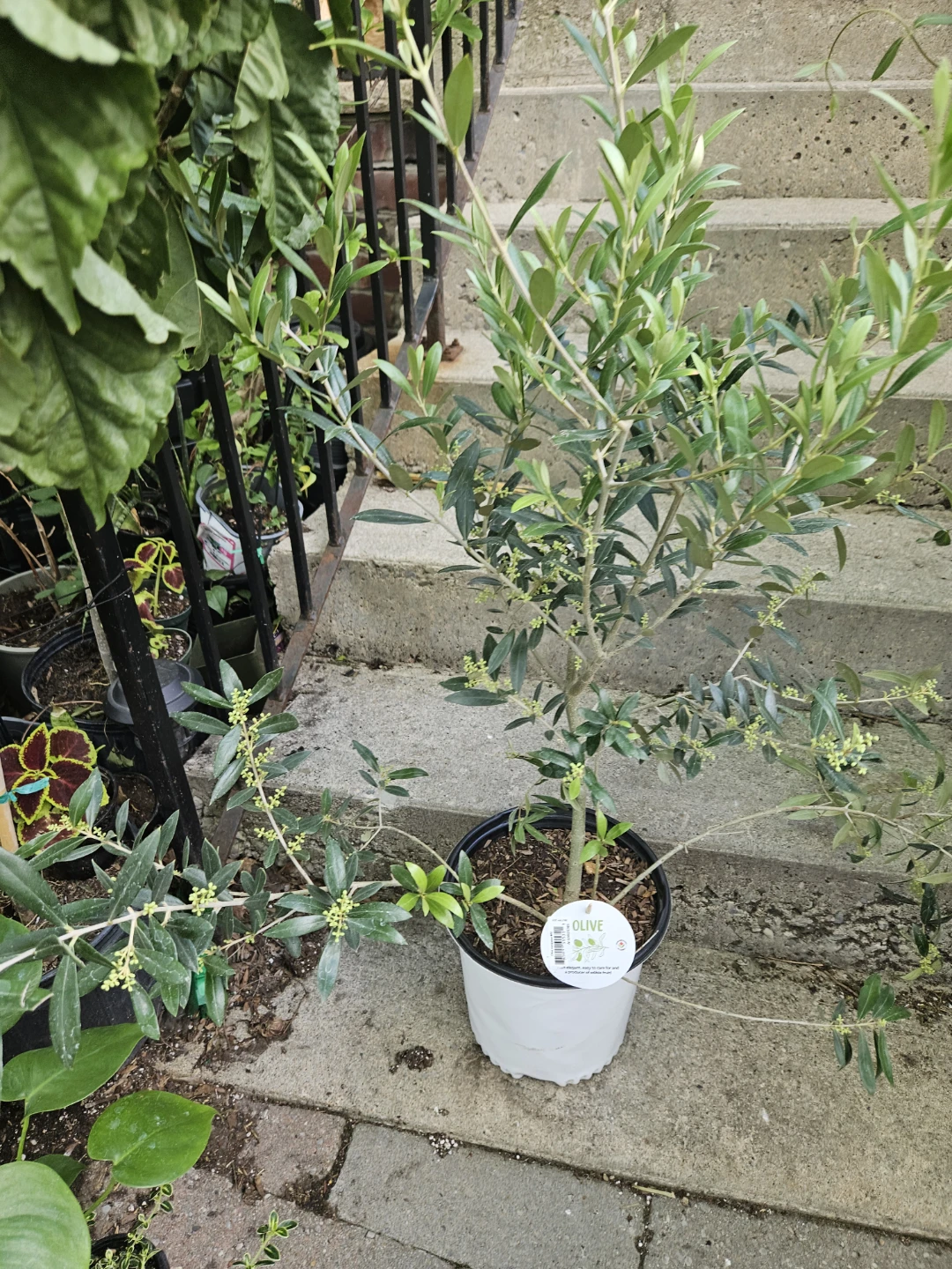 Olive Tree