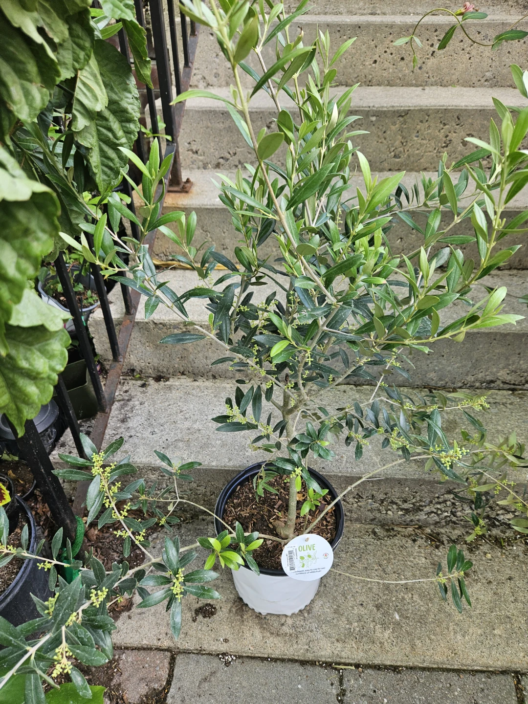 Olive Tree - photo 2