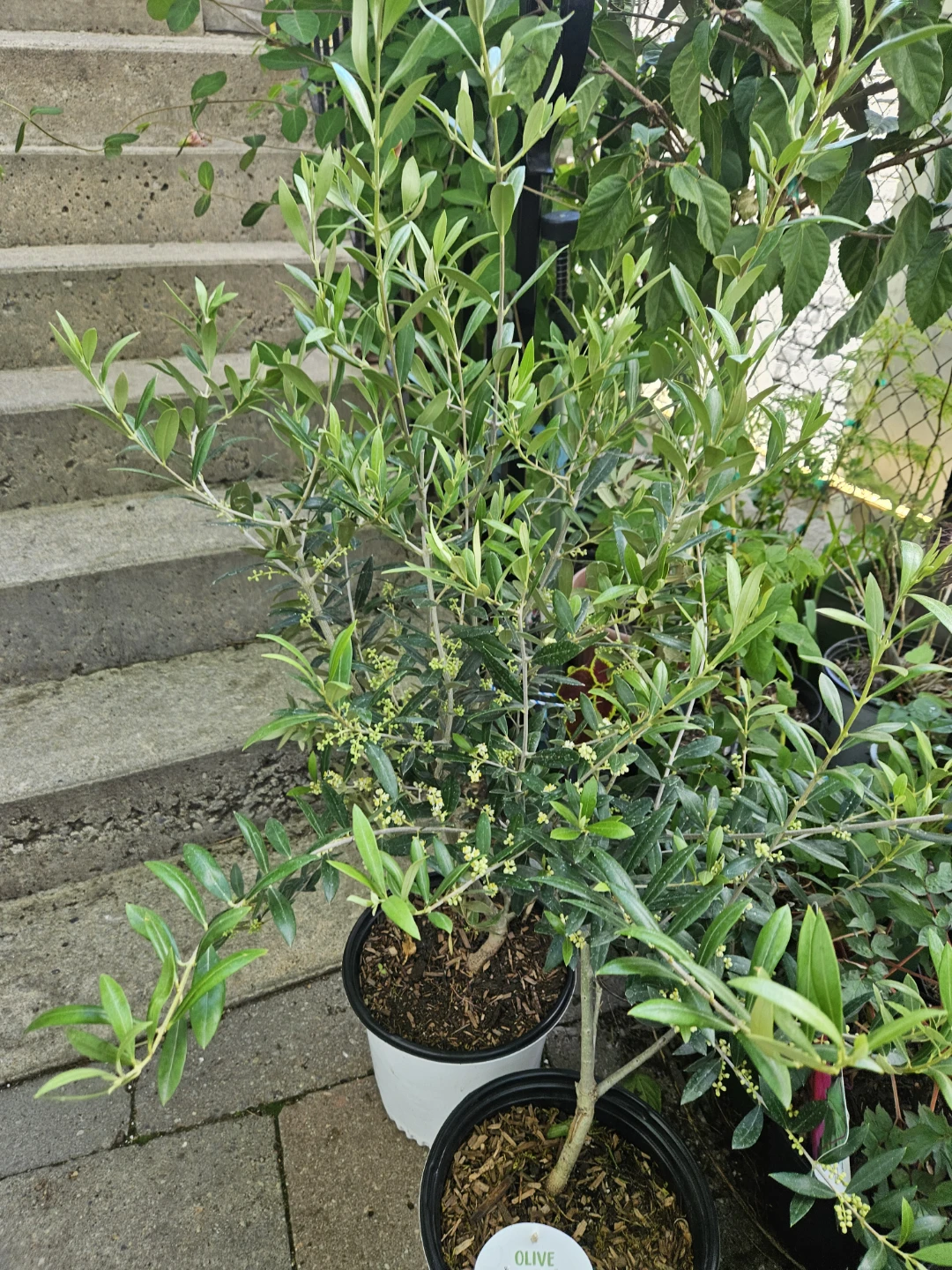 Olive Tree - photo 4