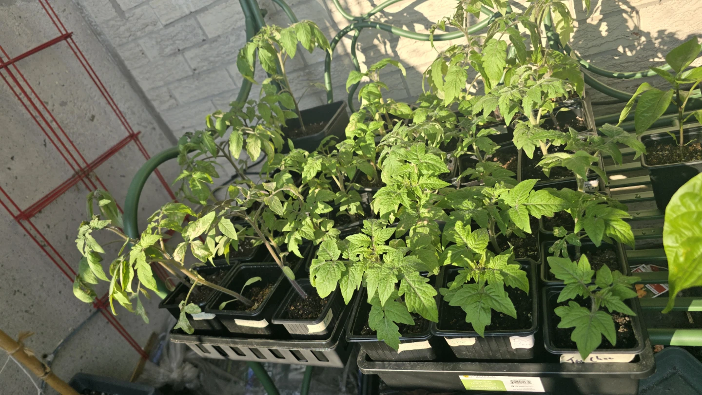 Specialty Tomato Seedlings - Dwarf varieties for Containers