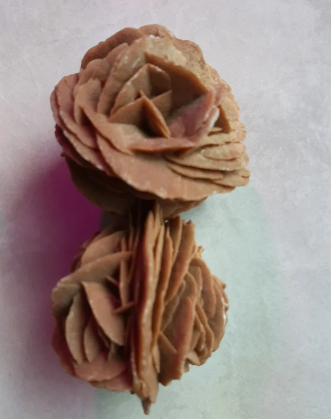 Doubled Rose of the Sahara