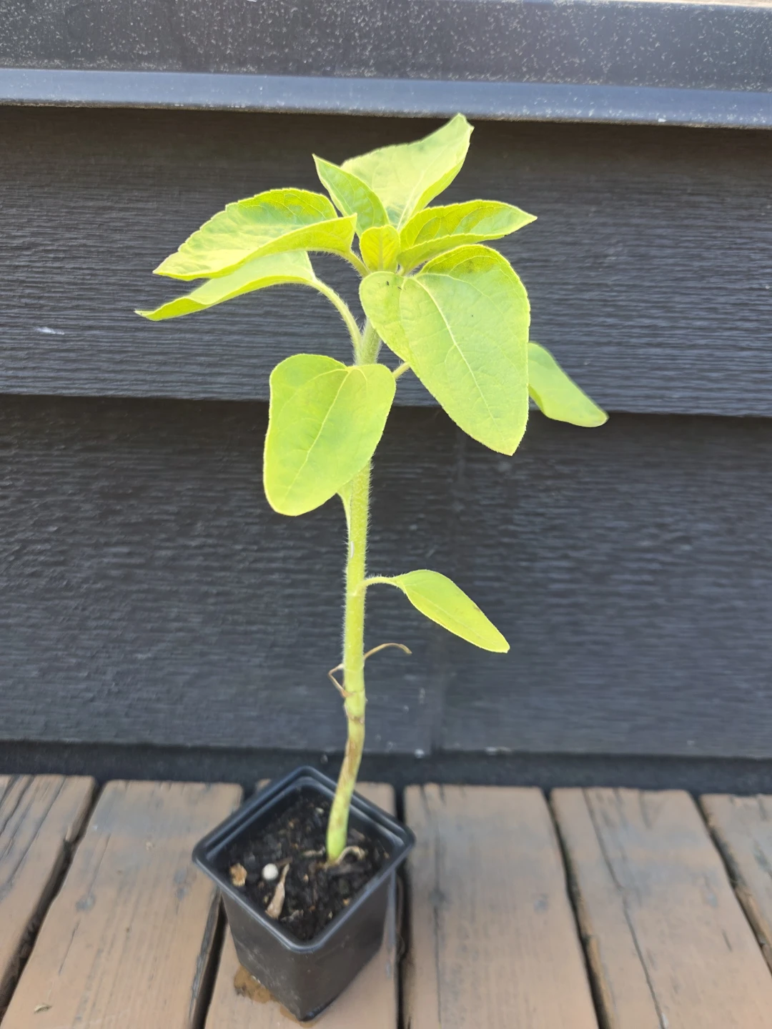 Sunflower Plant in Pot