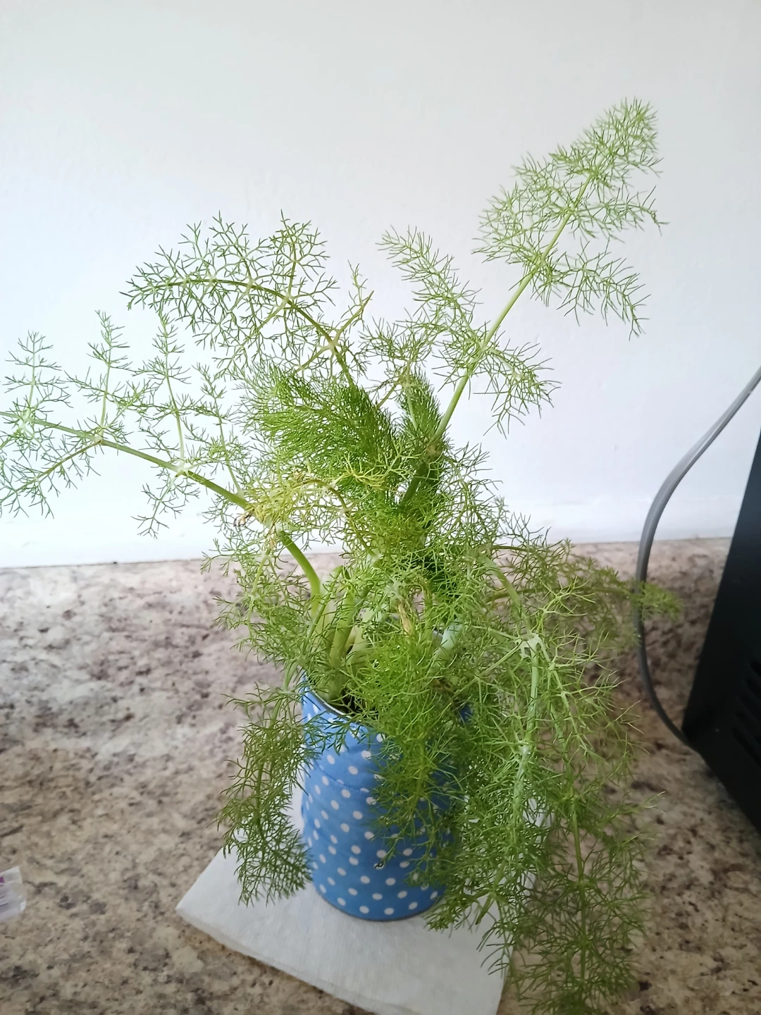 Fresh Fennel Plant