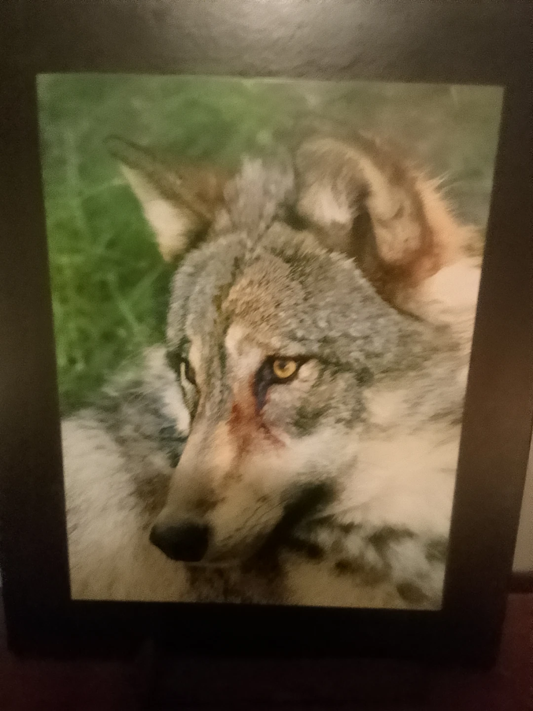 Framed Wolf Print