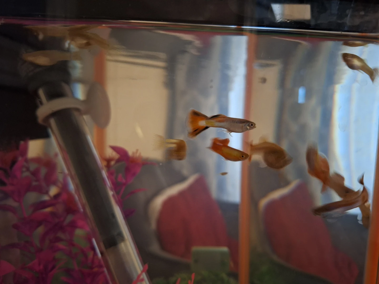 Assorted female and male tricolor guppies