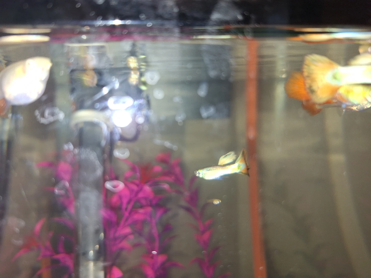 Assorted female and male tricolor guppies - photo 3