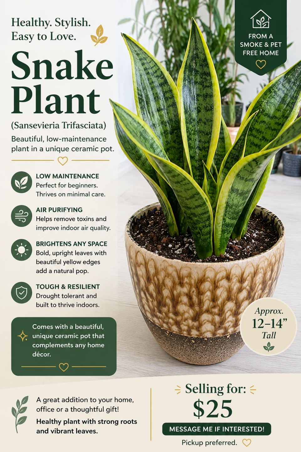 Snake Plant in Ceramic Pot