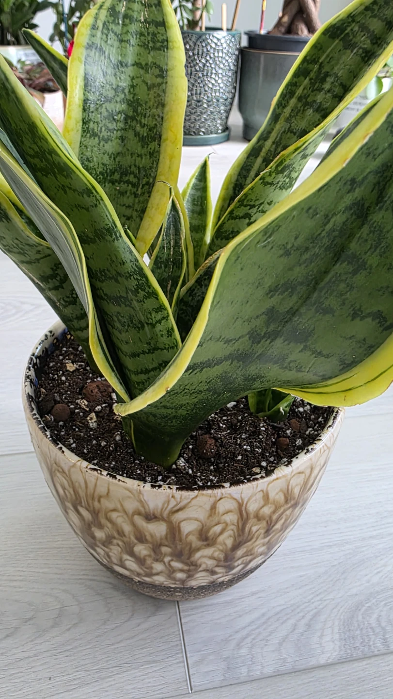 Snake Plant in Ceramic Pot - photo 2