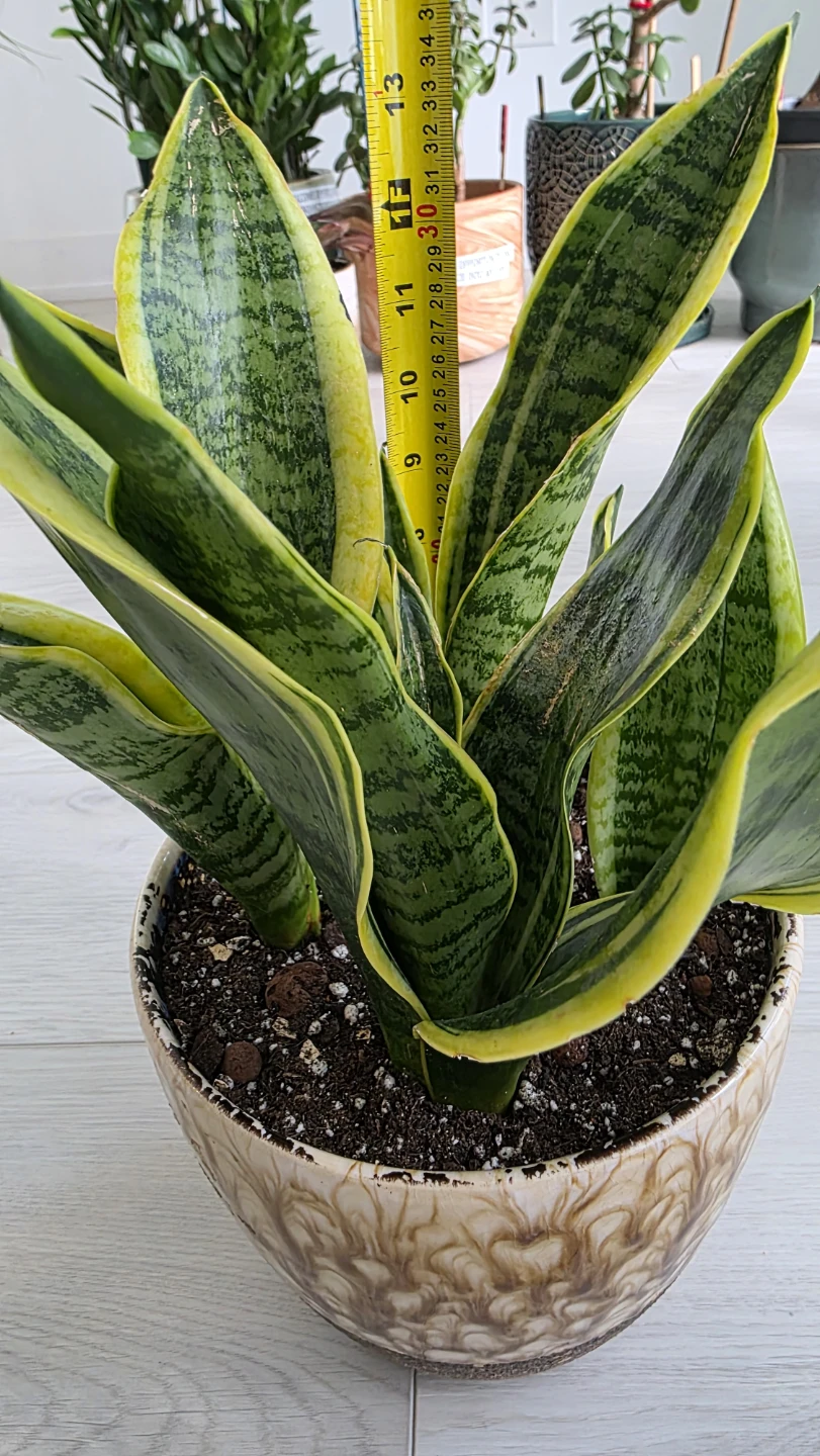 Snake Plant in Ceramic Pot - photo 3