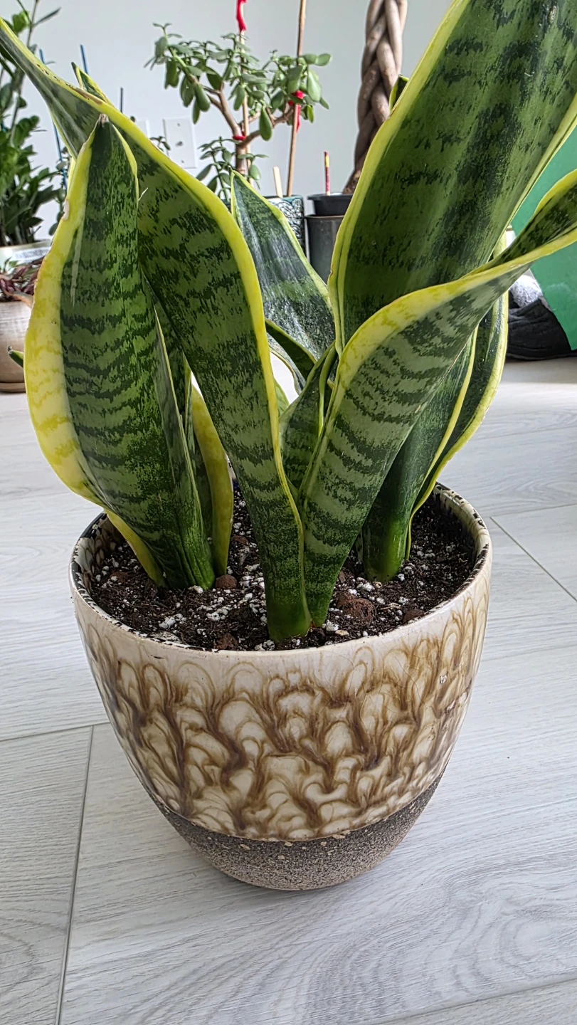 Snake Plant in Ceramic Pot - photo 4