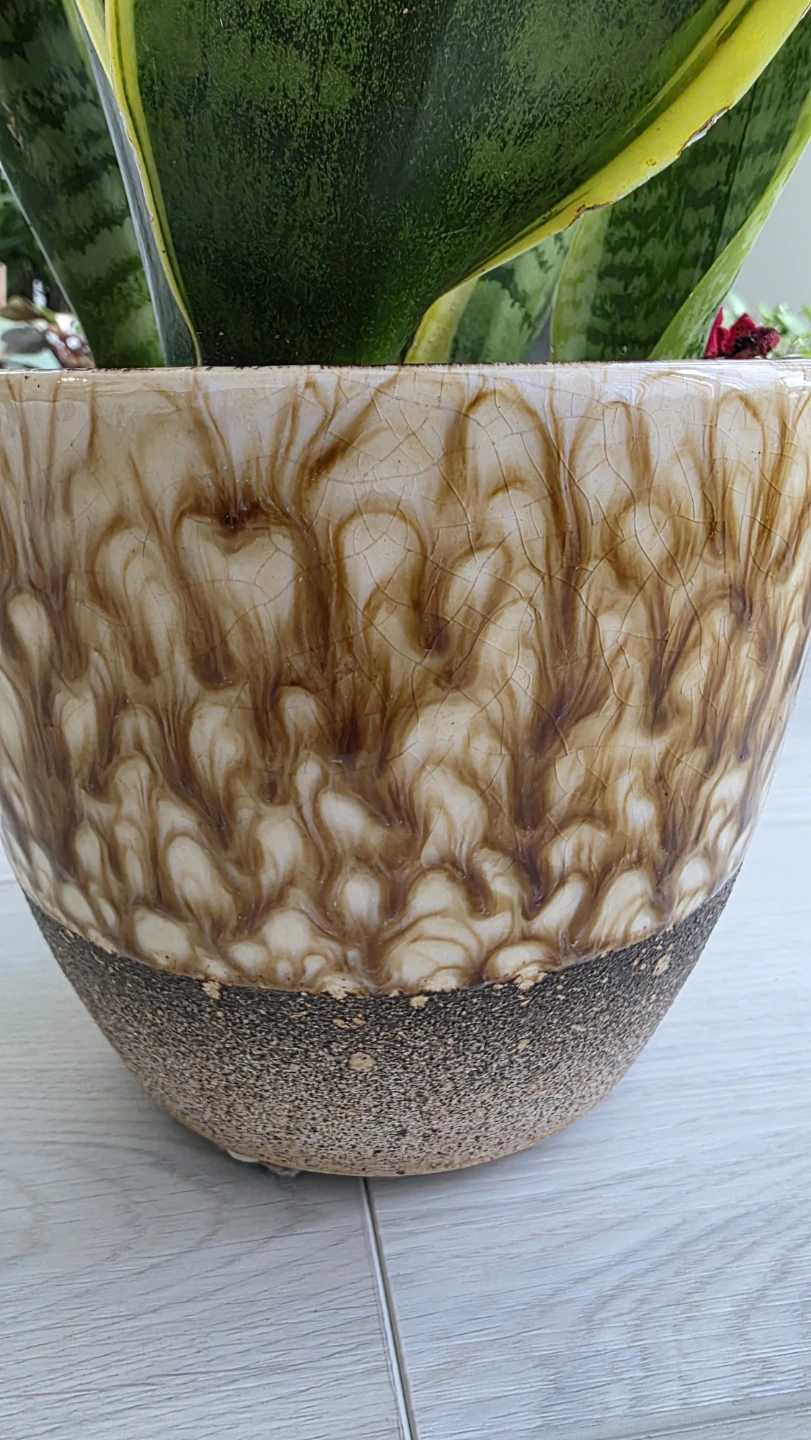 Snake Plant in Ceramic Pot - photo 5