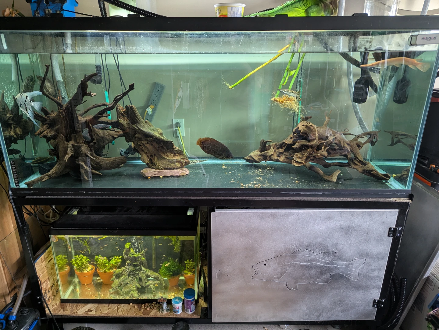 240gal aquarium complete setup