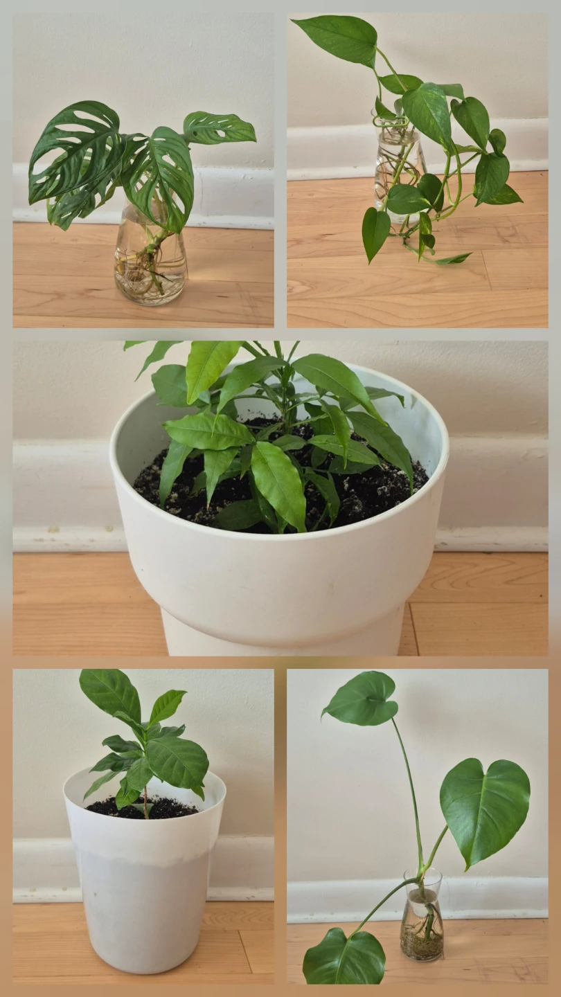 Plant sale - photo 4