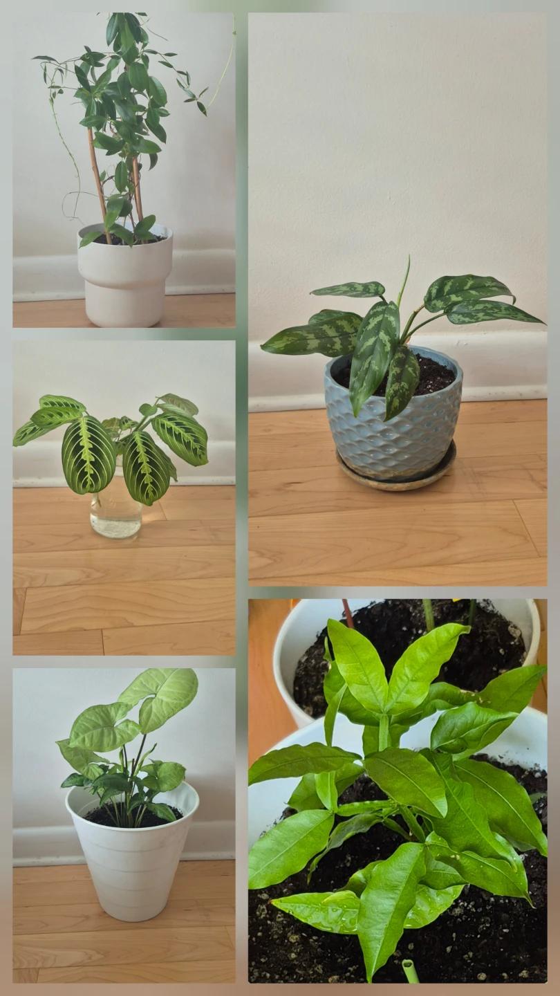 Plant sale - photo 5