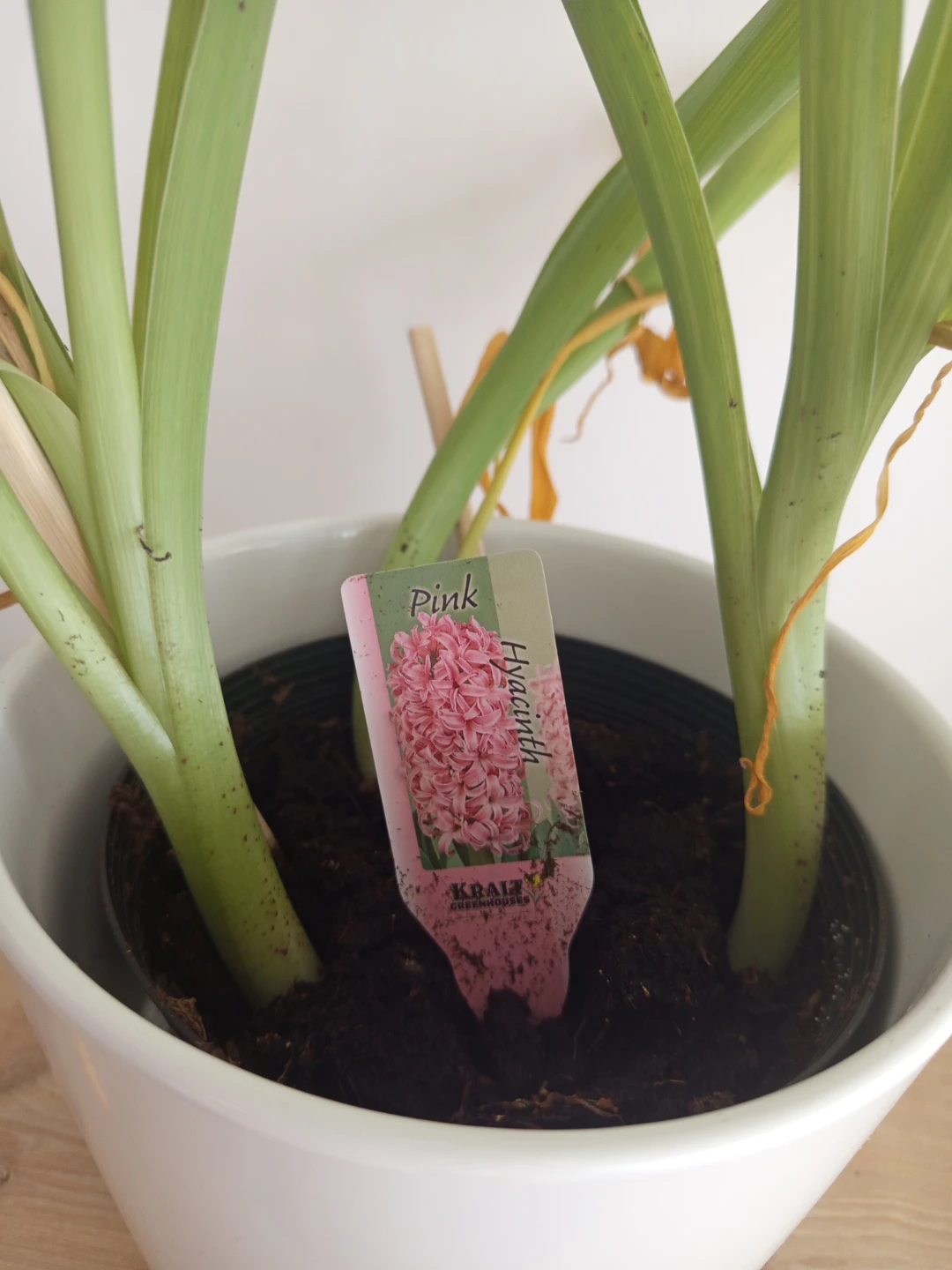 Pink Hyacinth Plant - photo 2