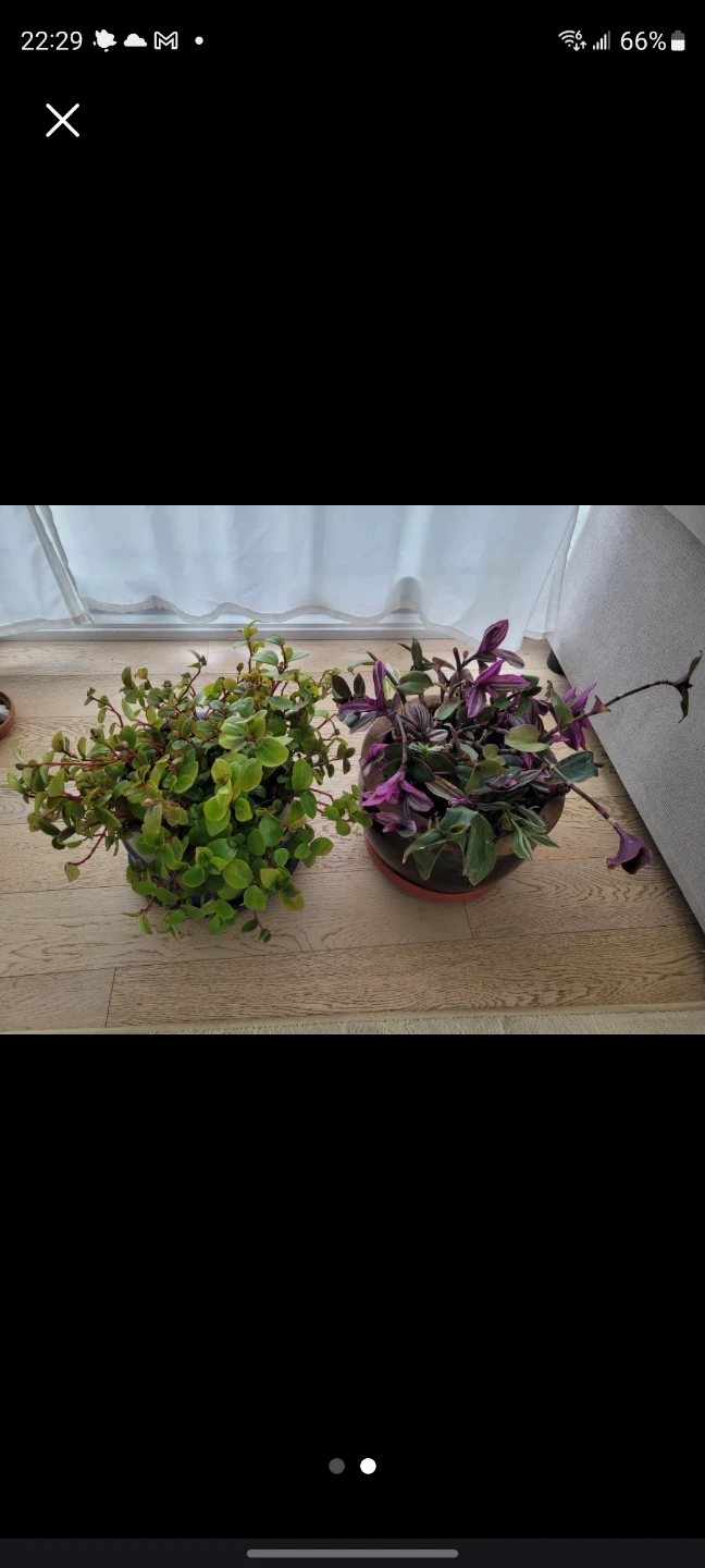 Two big Potted Plants - photo 2