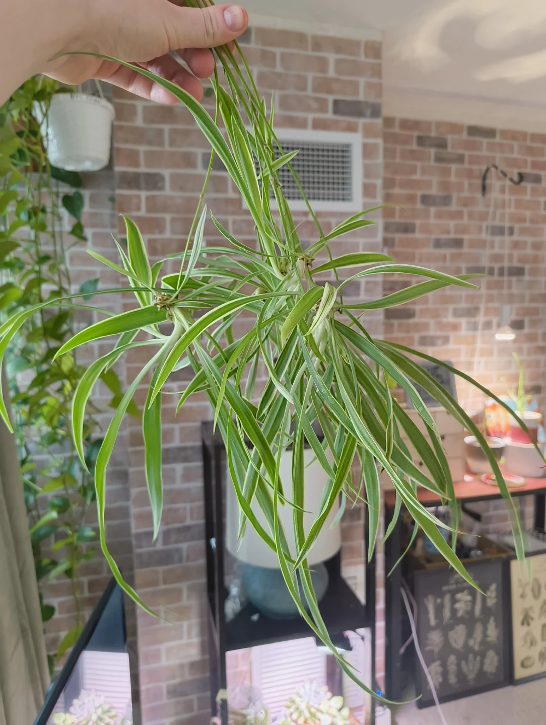 🌱 Various plant cuttings (not rooted) - photo 4