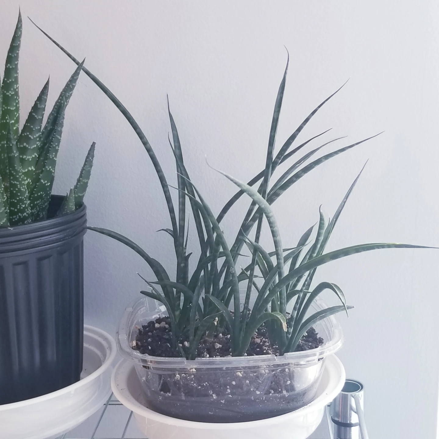 Snake plants