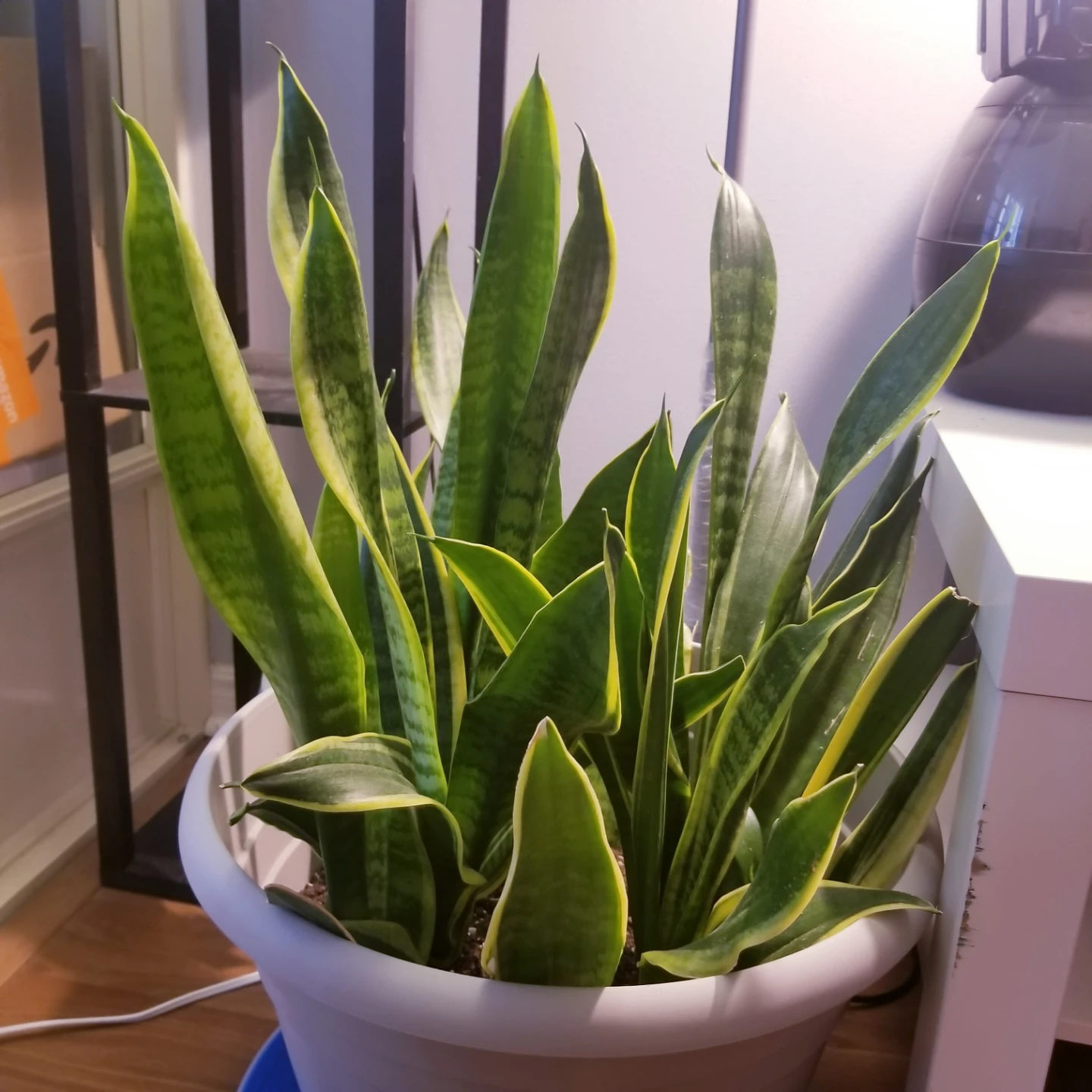 Snake plants - photo 3