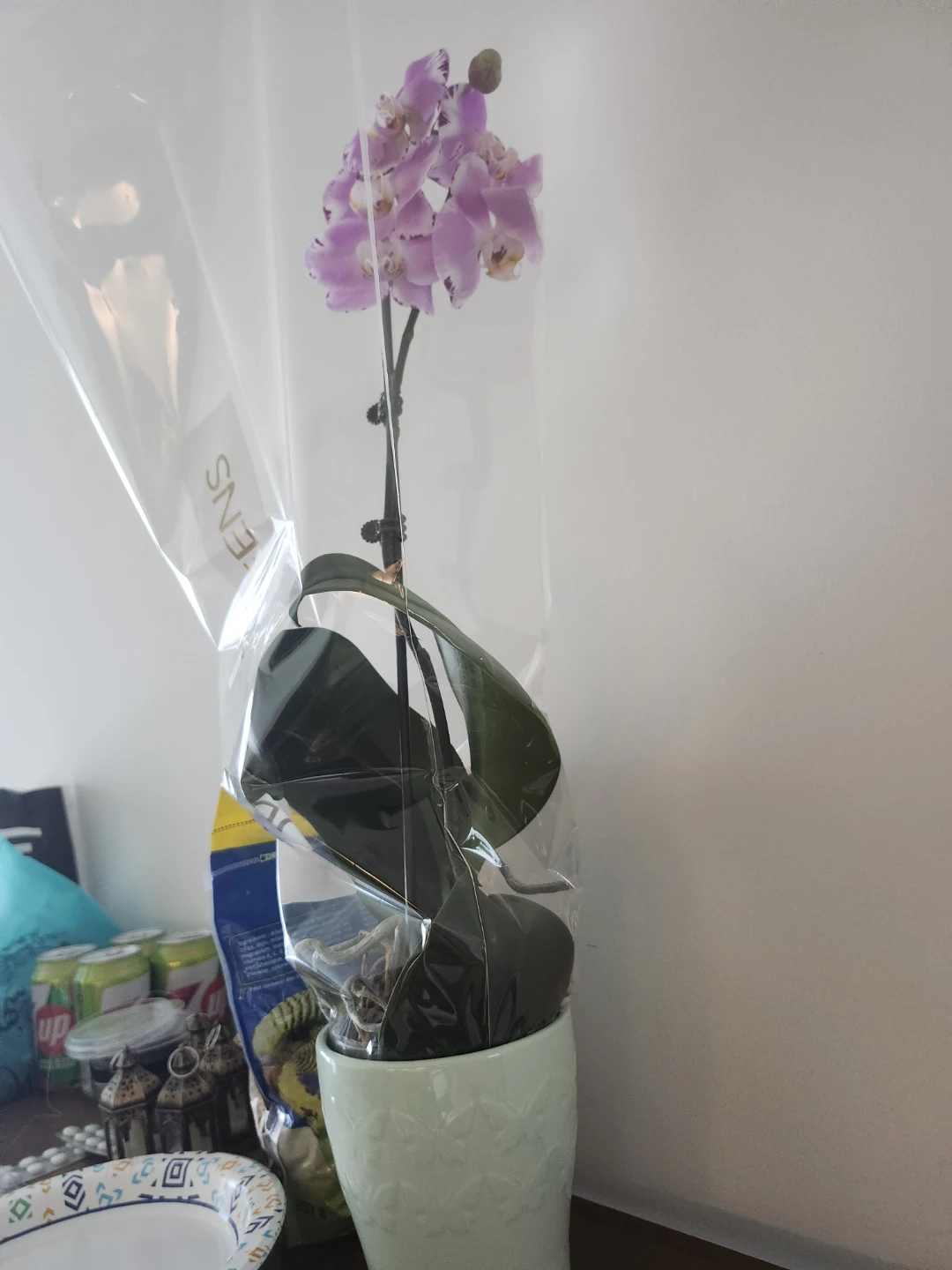 Purple Orchid Plant in Pot