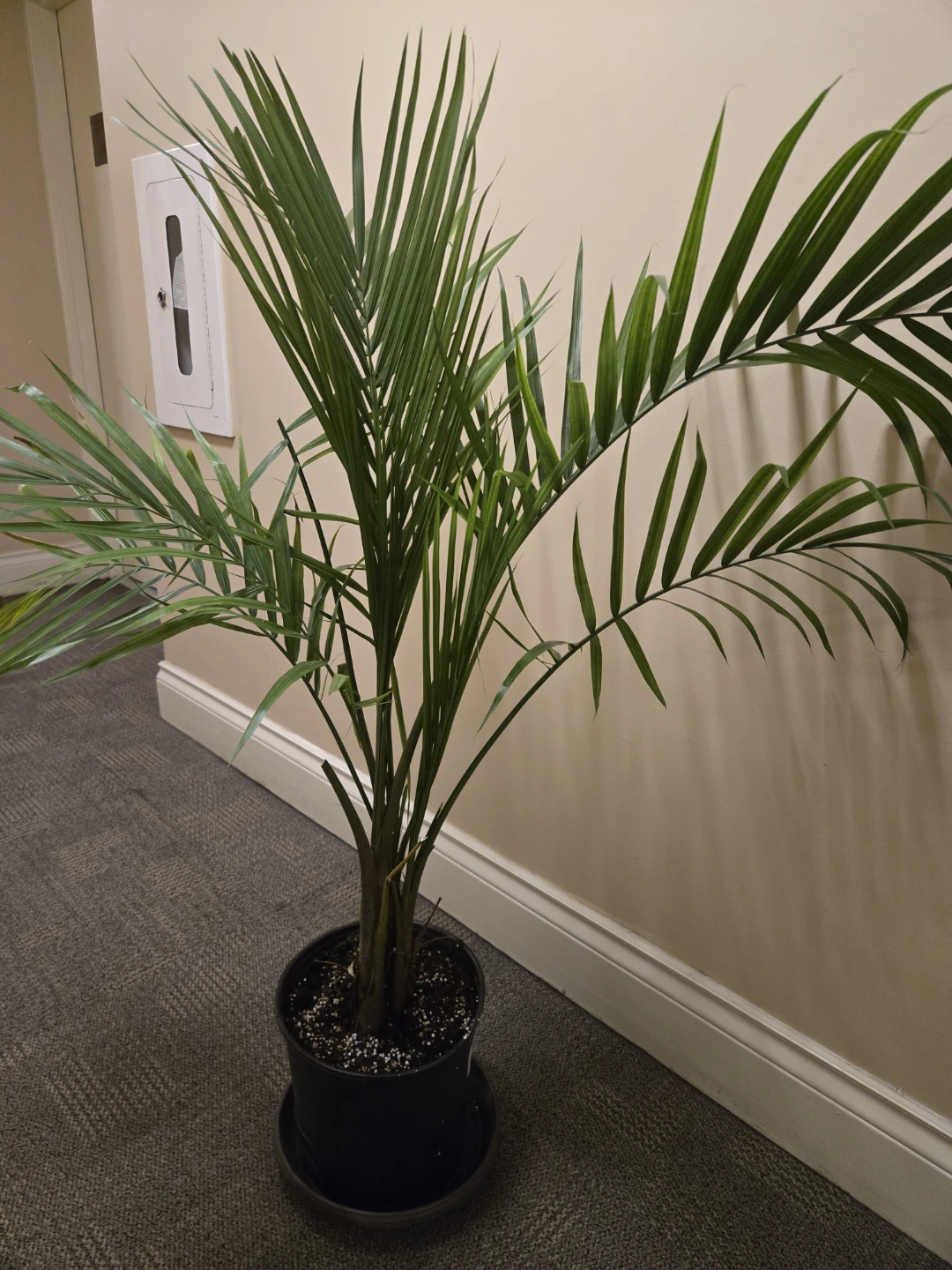 Healthy  Palm Plant