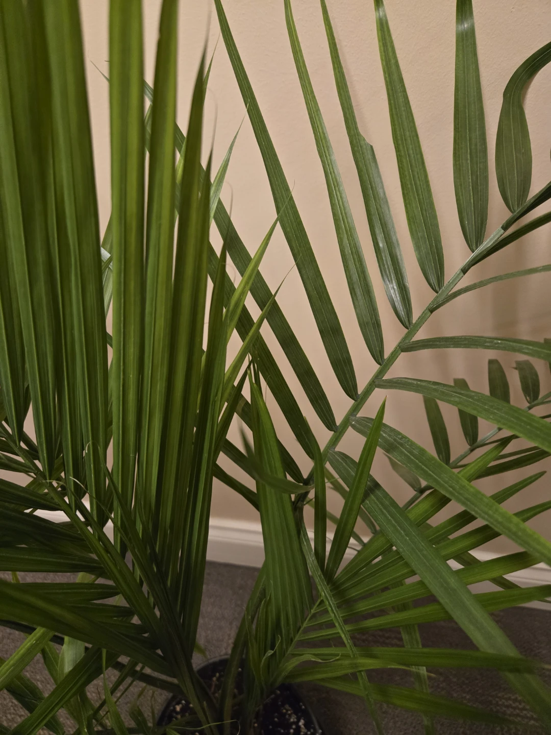 Healthy  Palm Plant - photo 2