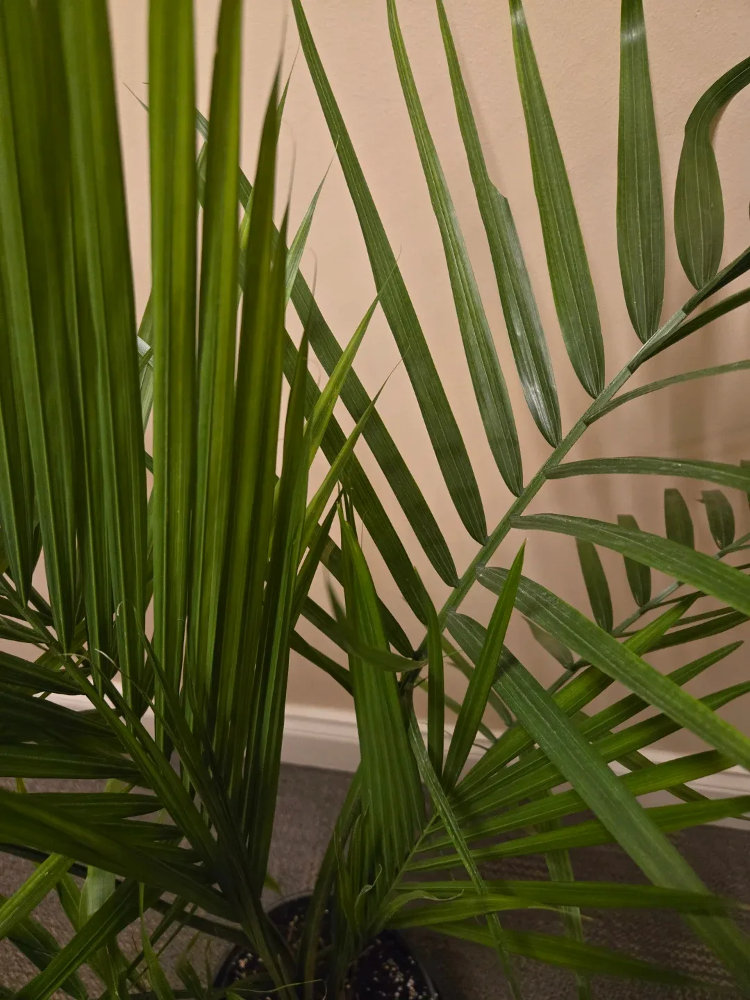Healthy  Palm Plant - photo 2