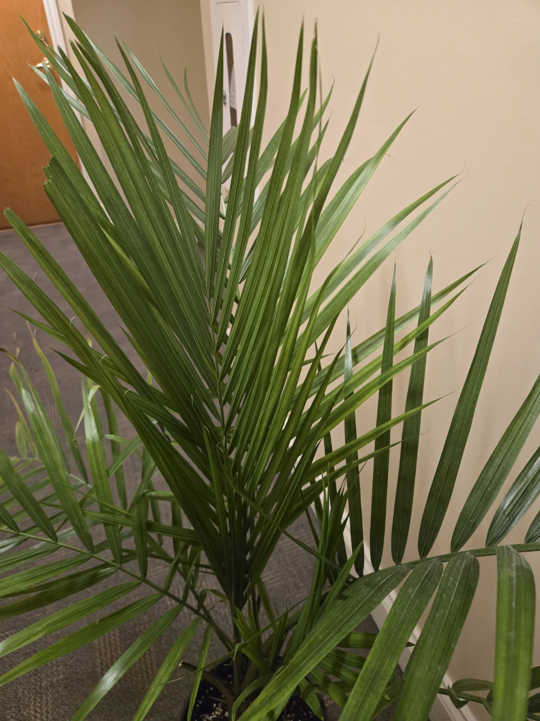 Healthy  Palm Plant - photo 3