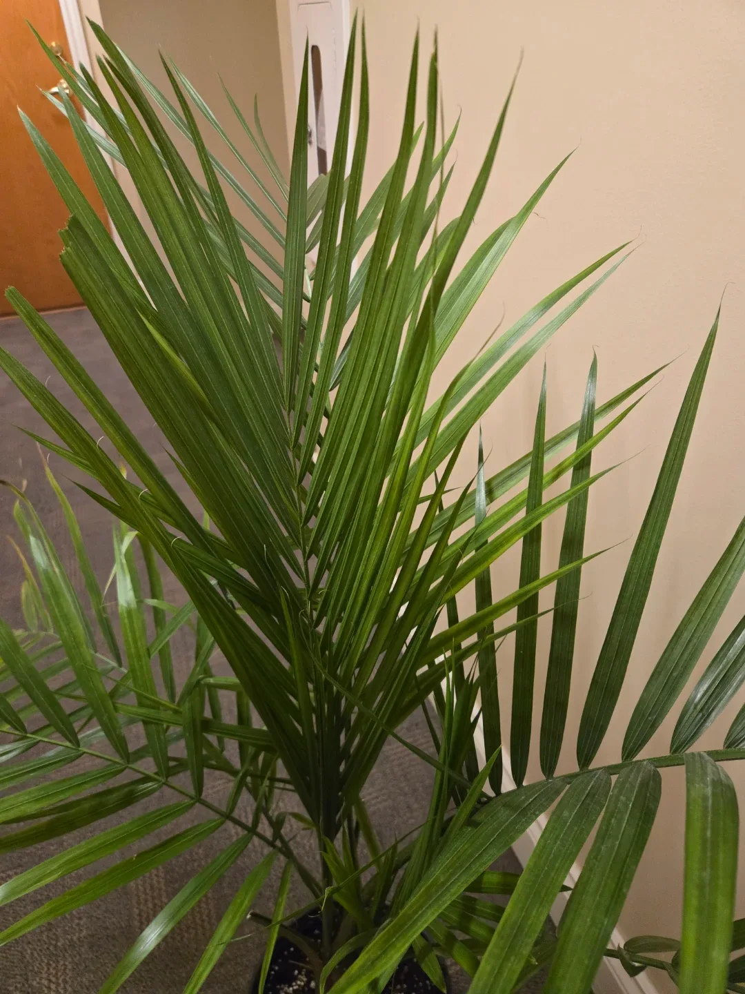 Healthy  Palm Plant - photo 3