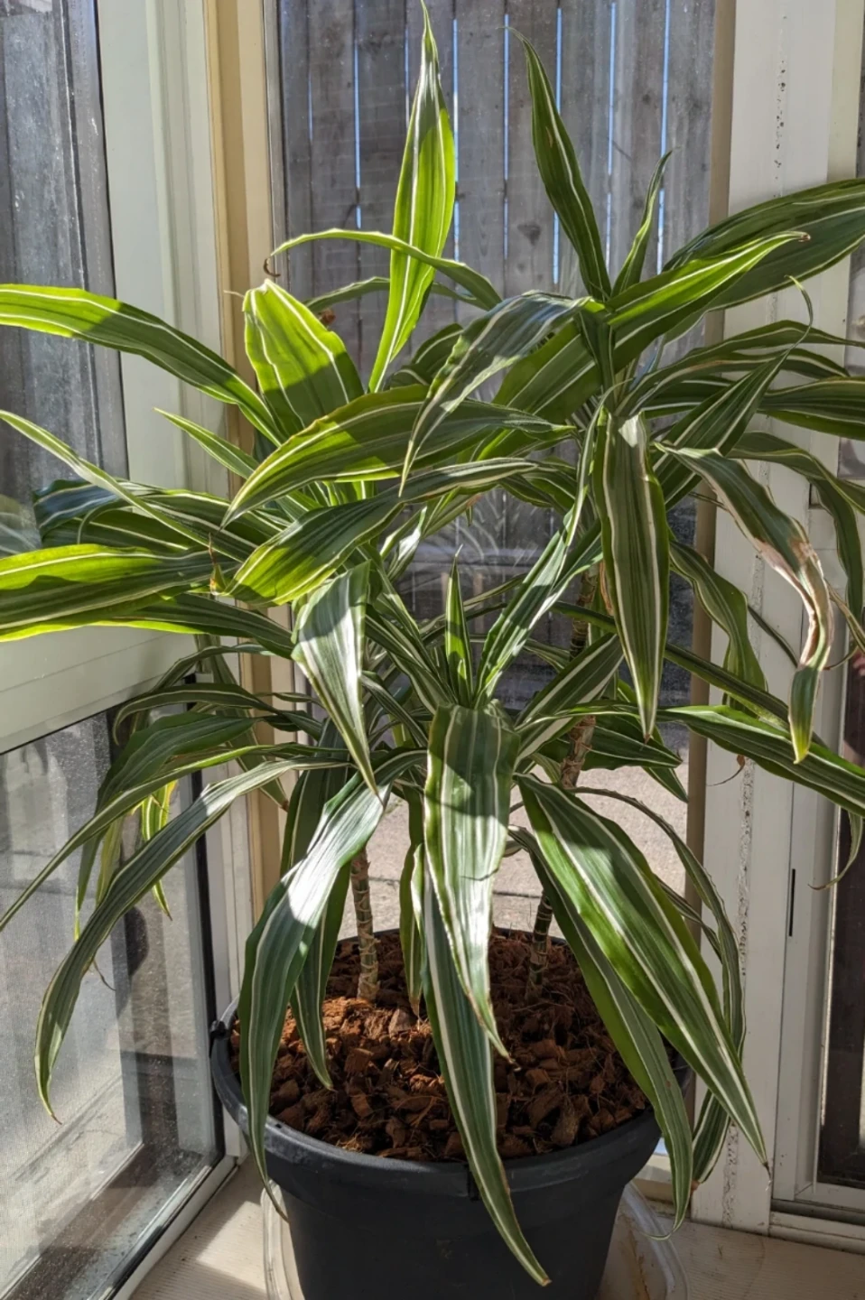 3 healthy rare Dracaena Warneckii Plants in pot - photo 3