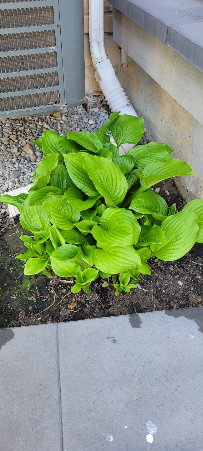 LARGE Hosta Plant, 1 stem $5 each