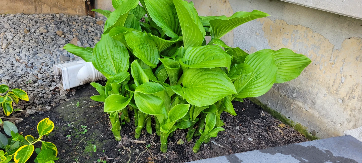 LARGE Hosta Plant, 1 stem $5 each - photo 2