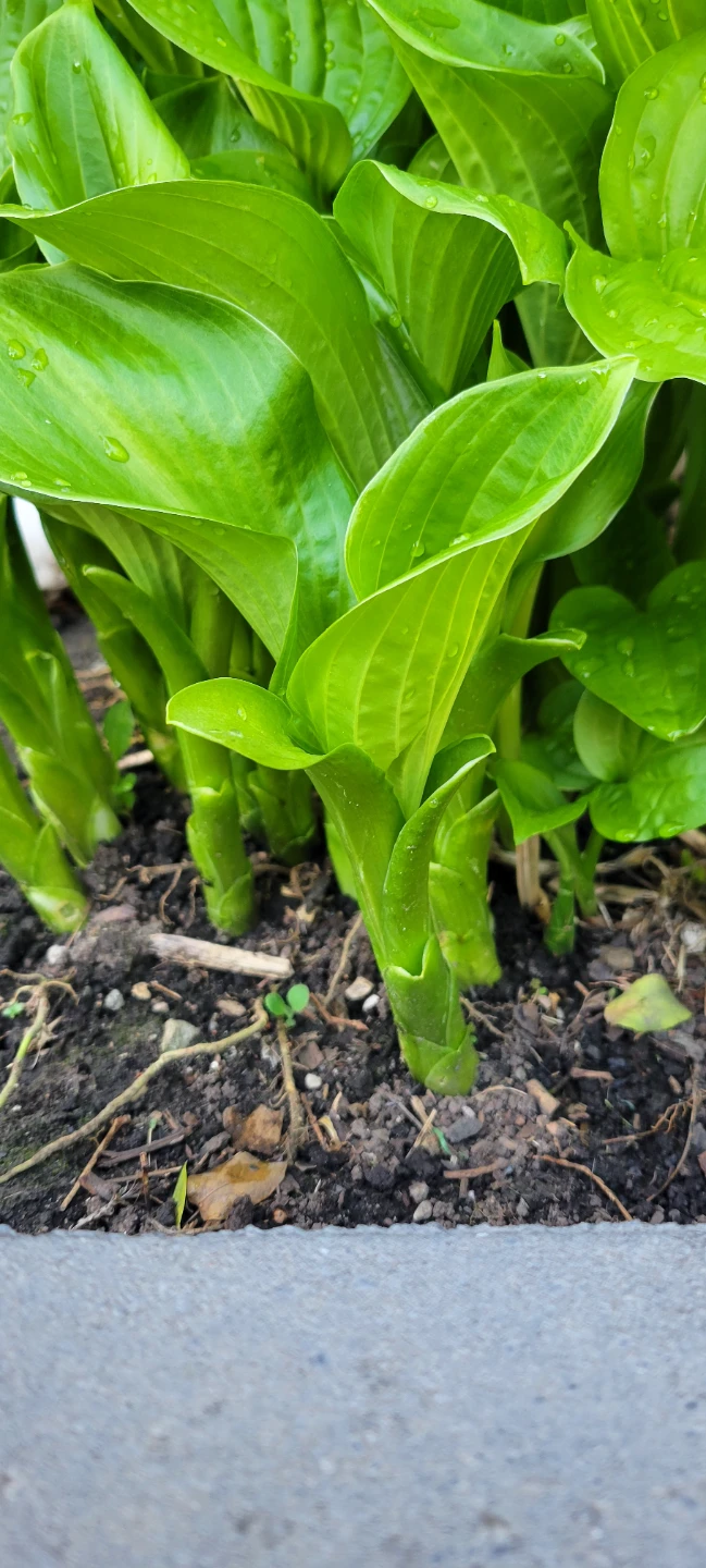 LARGE Hosta Plant, 1 stem $5 each - photo 3