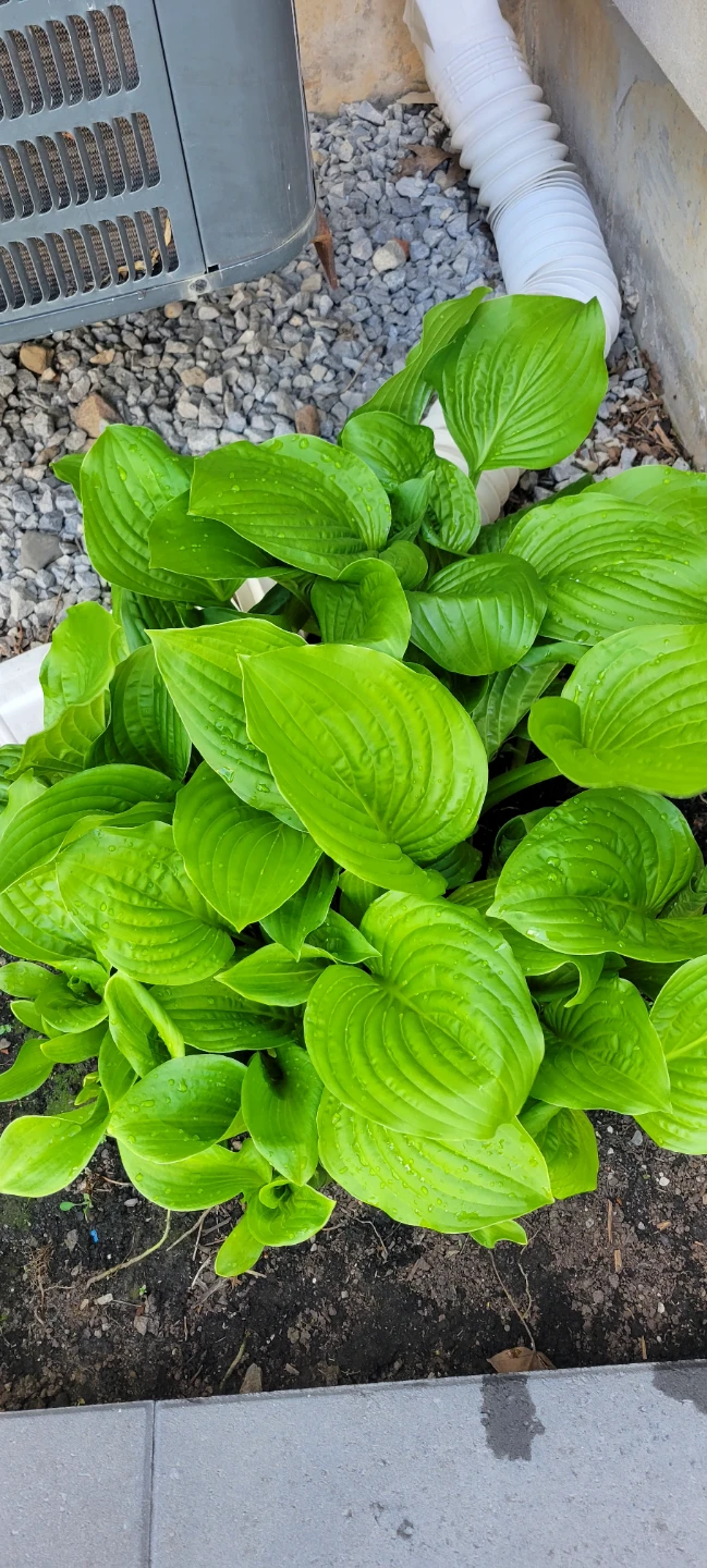 LARGE Hosta Plant, 1 stem $5 each - photo 4