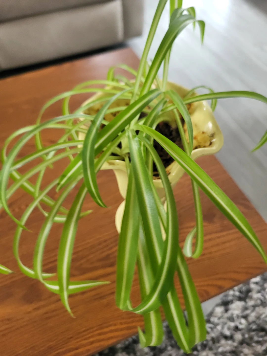 Assorted indoor plants - photo 2