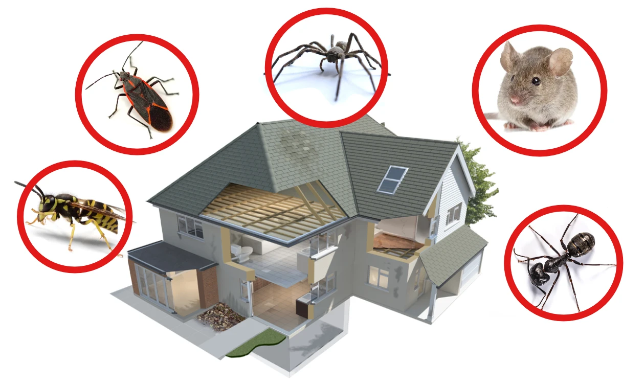 We protect you from getting sick from bedbugs