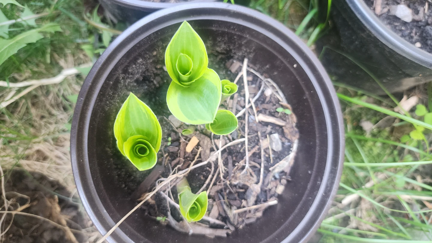 Variegated Hosta Plant in Pot