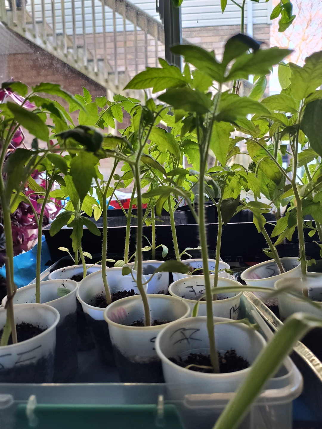Heirloom Tomato Plants