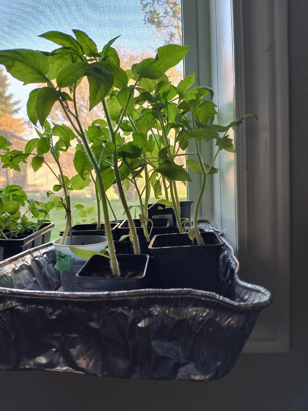 Heirloom Tomato Plants - photo 2