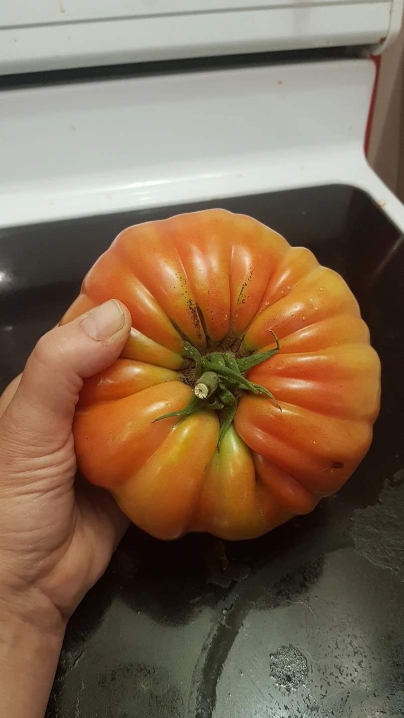 Heirloom Tomato Plants - photo 3