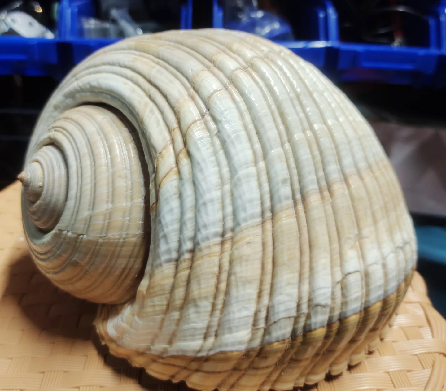 Large Seashell