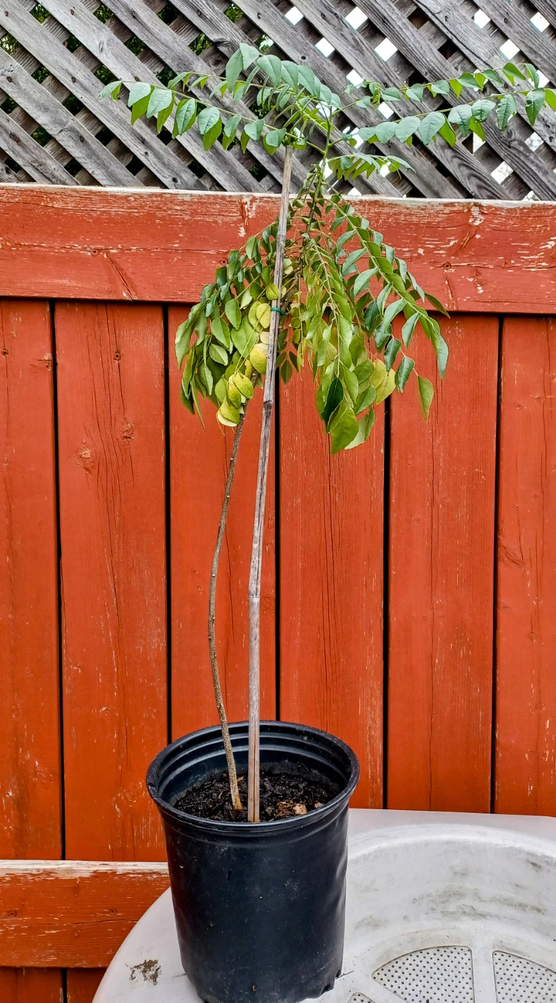 Curry Leaf Plant in Pot - Approx. 30" Tall