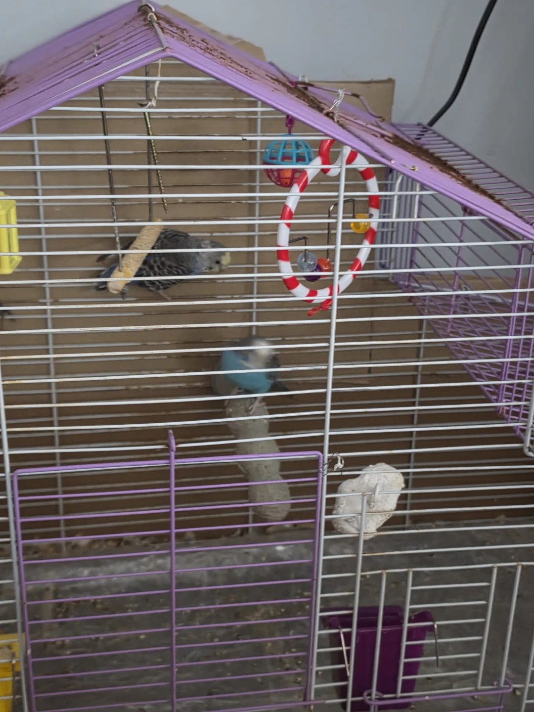 Purple bird cage with toys