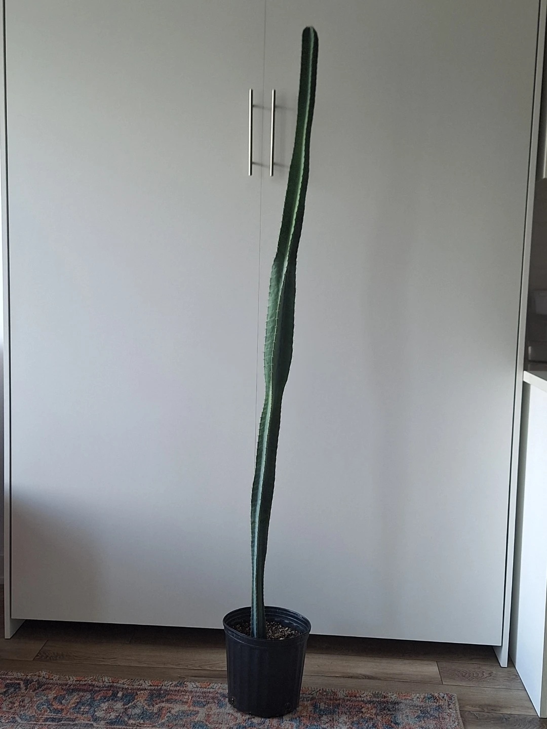 Tall Green Cactus in Black Pot
