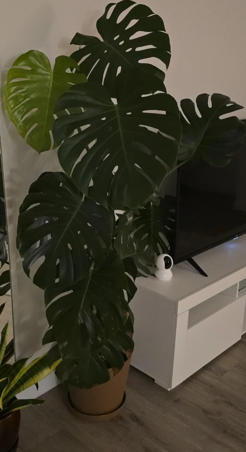 Monstera Deliciosa Houseplant